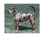 Catahoula