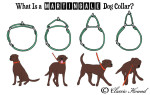 A martingale (limited slip) collar is a great choice for your dog!